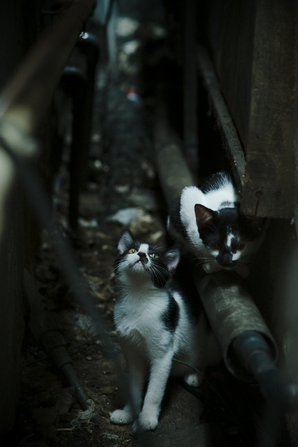 中国男篮强化末节执行力提升关键球处理能力,中国男子篮球联赛纪律准则