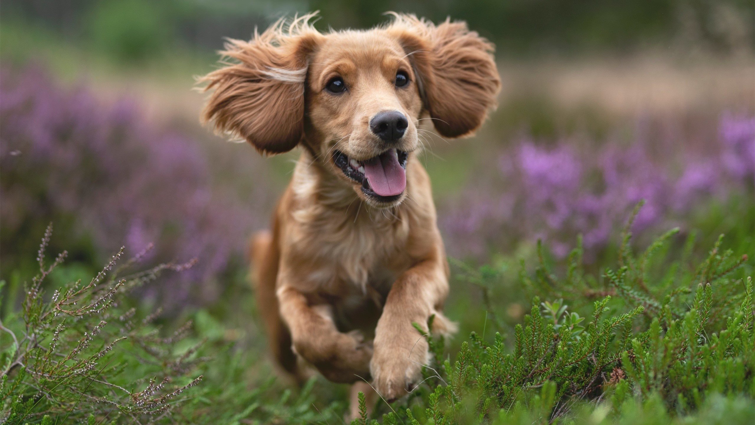 中国男篮重视球员阅读比赛能力战术理解再升级,为提高男篮大赛成绩,给中国男篮支招,切实可行的建议!