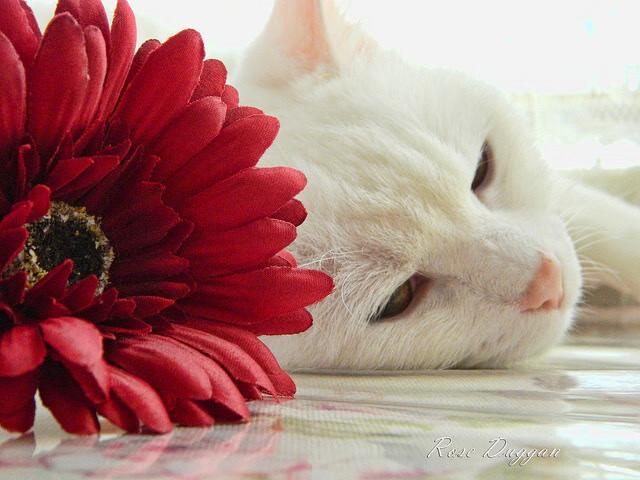 中国香港队亮相国际乒联混合团体世界杯:表现如何影响球队未来