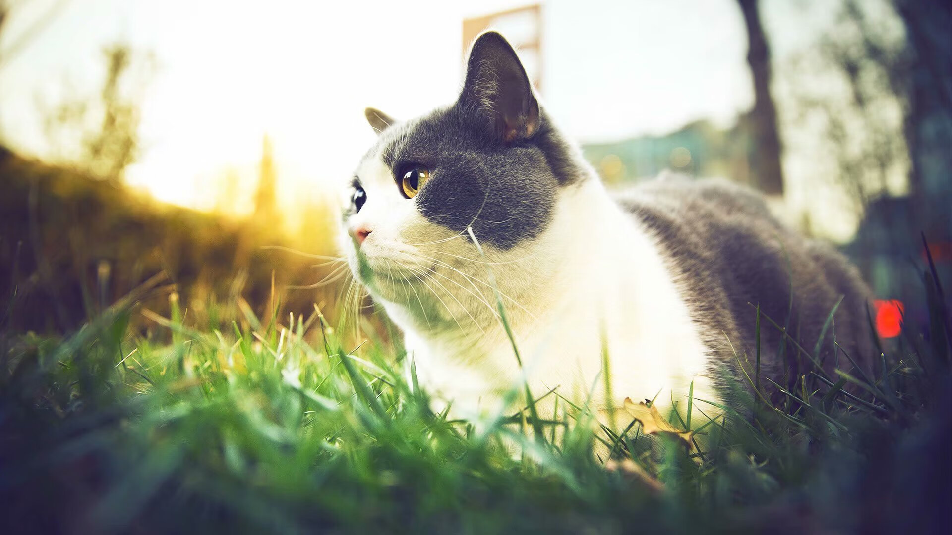 米兰体育APP-外教沟通能力不足影响队内氛围，与外界沟通能力欠缺