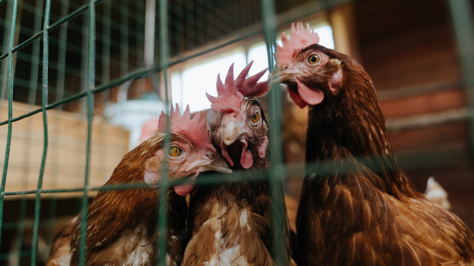 米兰体育APP-世界杯激情不断：精彩片段，永不落幕！，世界杯锦集视频