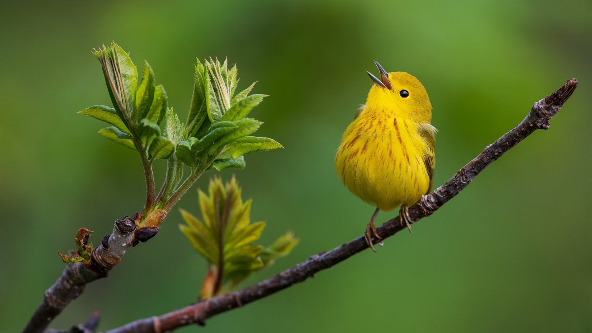 城市联赛试行多级晋升机制增强竞争性与荣誉感,城市赛算职业吗