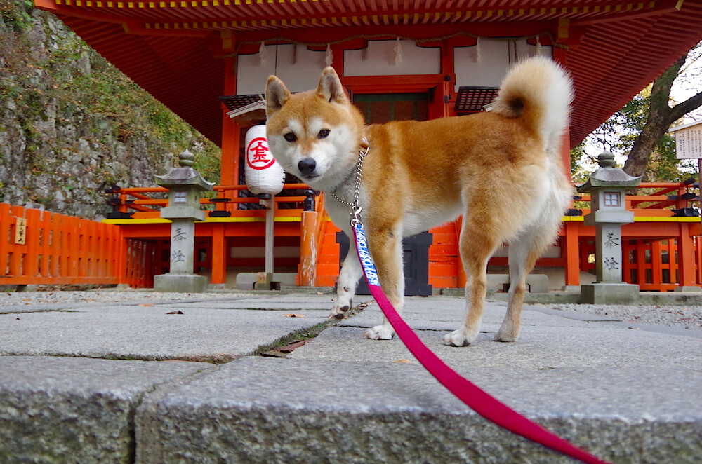 米兰体育官网-威尔士橄榄球青训计划迎来全新布局，威少橄榄球