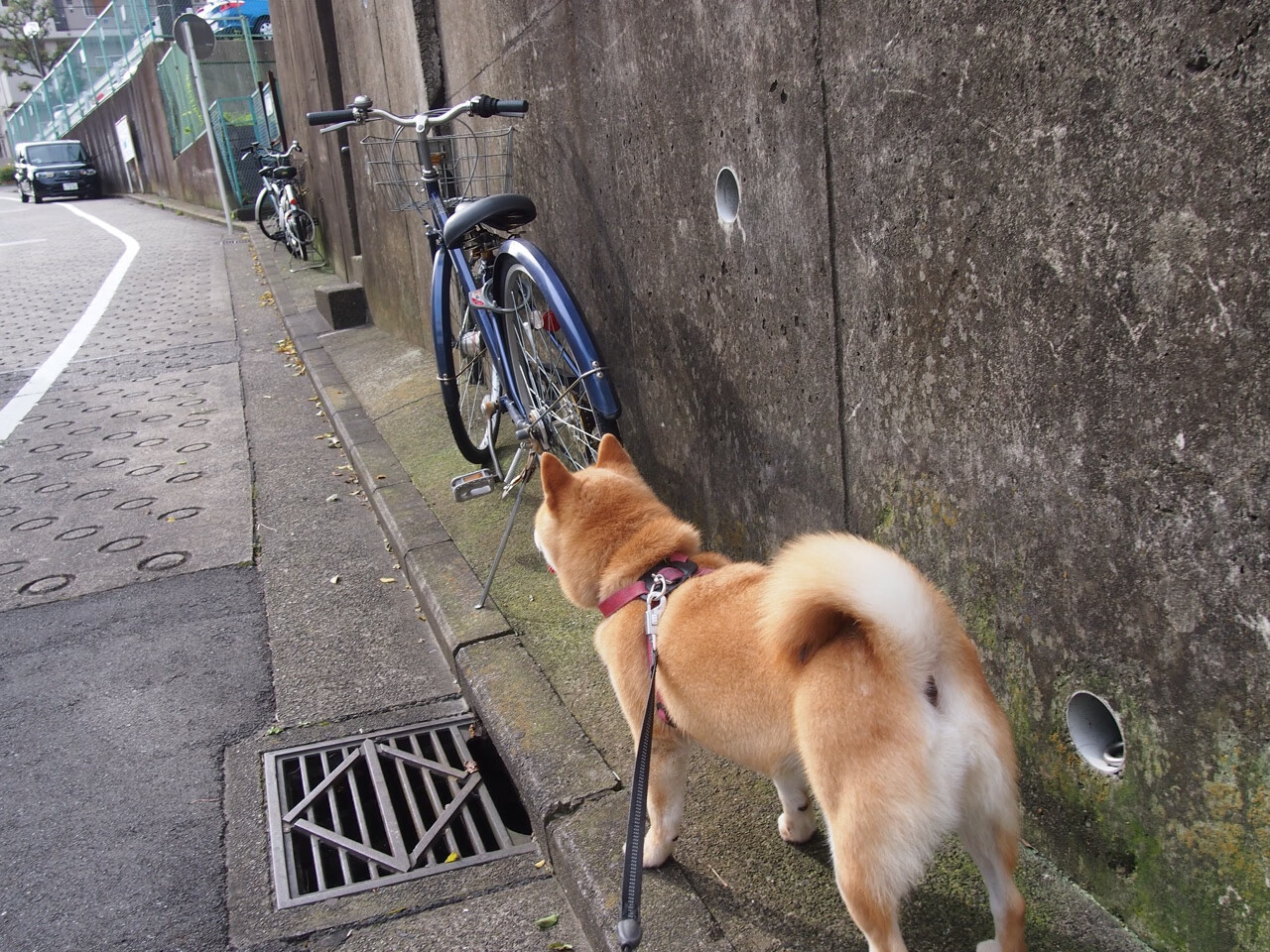 曼联青年队展现未来希望实力,曼联青训营叫什么名字
