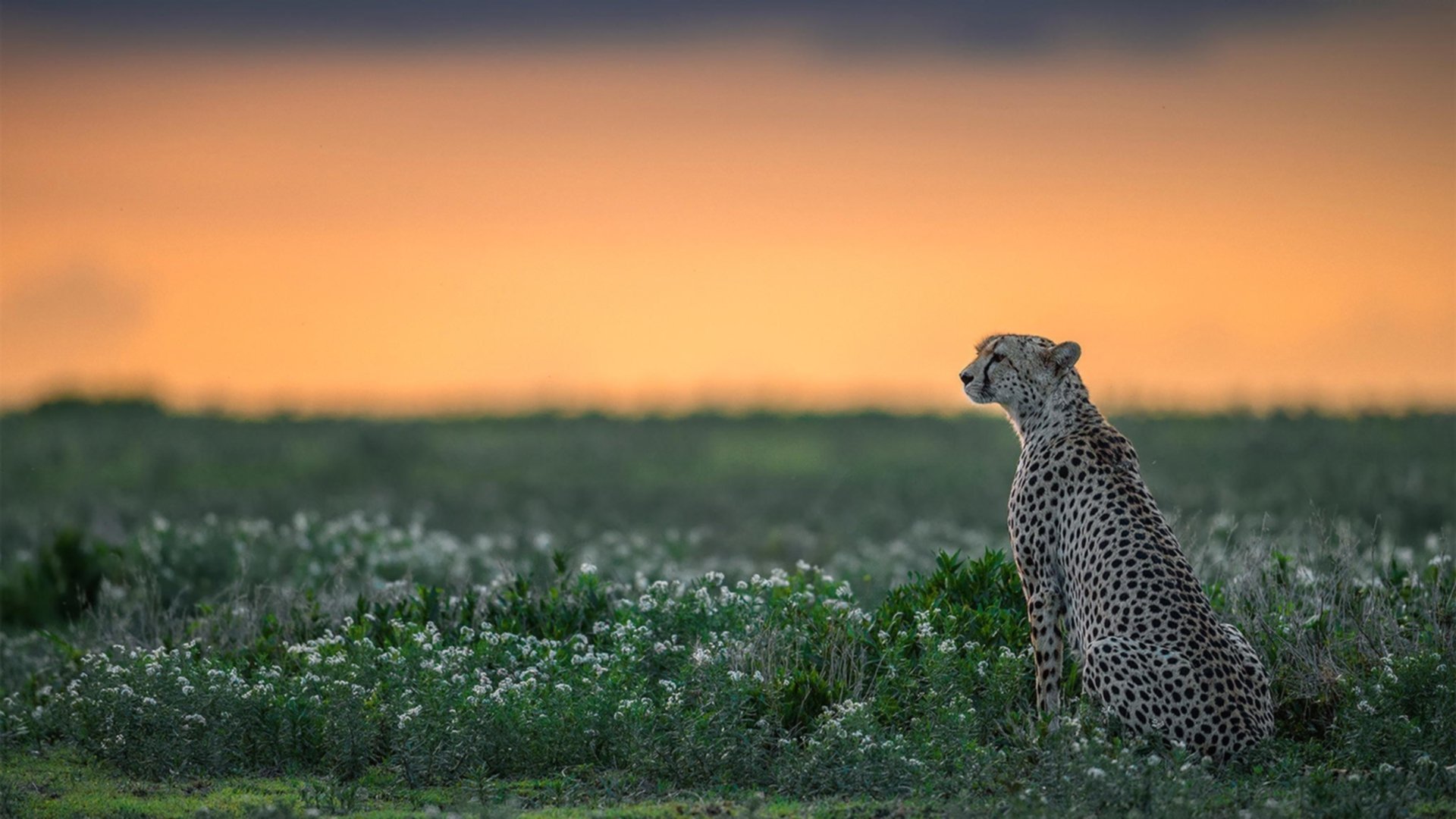 格鲁吉亚女篮在欧洲锦标赛中高歌猛进,迎向新高峰,格鲁吉欧女王vs