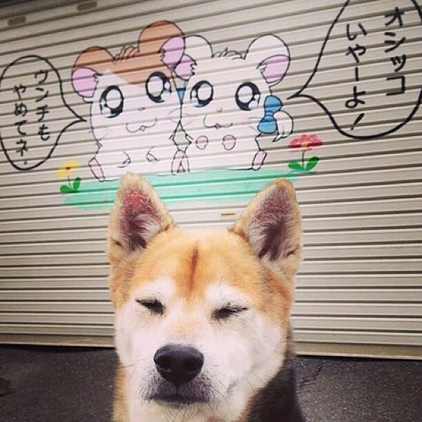 Milan Sports-水球淘汰赛波兰拼搏精神可嘉，水球赛程表