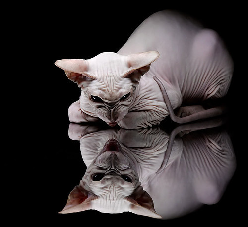 王嘉男赛场表现获赞跳远世锦赛,王嘉男跳远夺冠