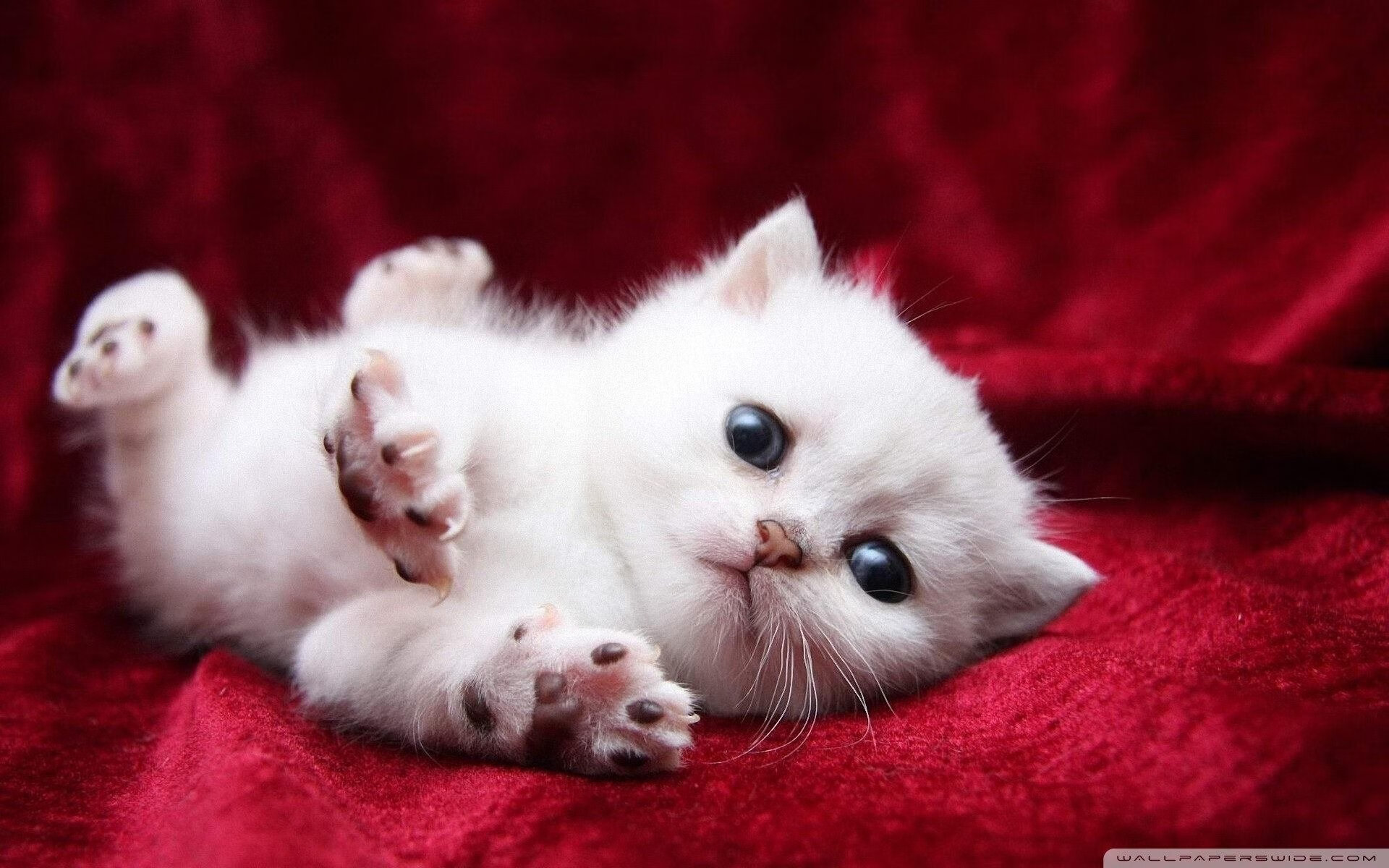 “伊万·戈梅斯的快速反击与精准传球,带动美洲狮队前场迅猛攻击”